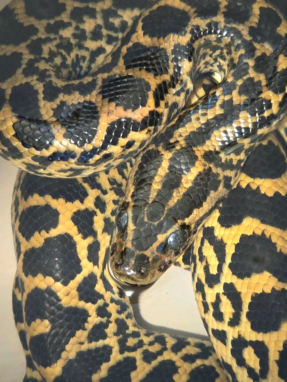 Apareció una anaconda amarilla en el Puerto: el rescate y por qué podría ser un hito