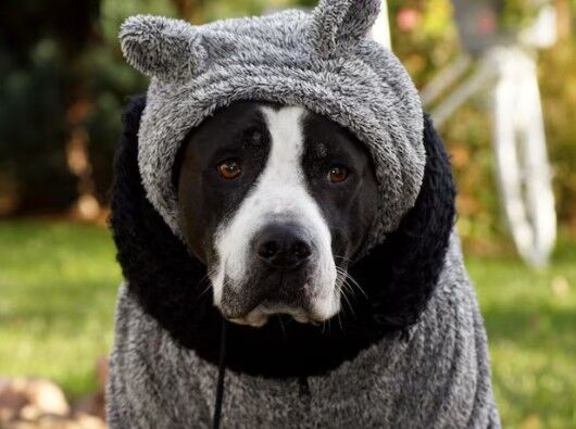 ¿Los perros necesitan abrigo en invierno? Lo que recomiendan los veterinarios
