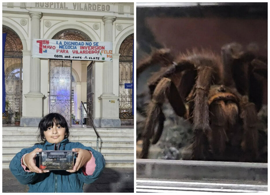 Al borde del reglamento: Alternatus intervino por una tarántula en el Hospital Vilardebó