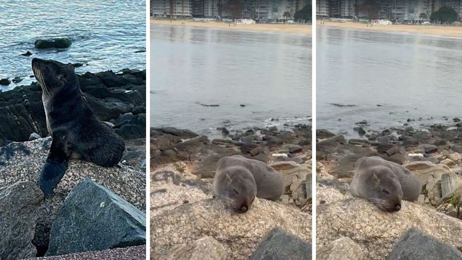 “Insultaban a Prefectura”: denuncian imprudencia contra lobo marino que apareció en Kibón