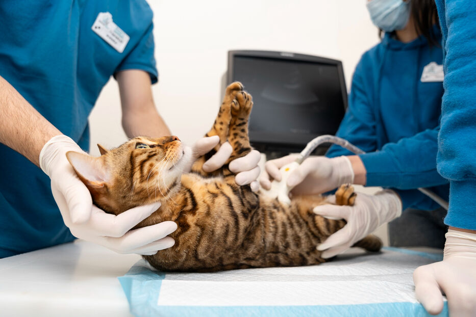 Lo que el cáncer en gatos puede enseñar sobre el cáncer en humanos