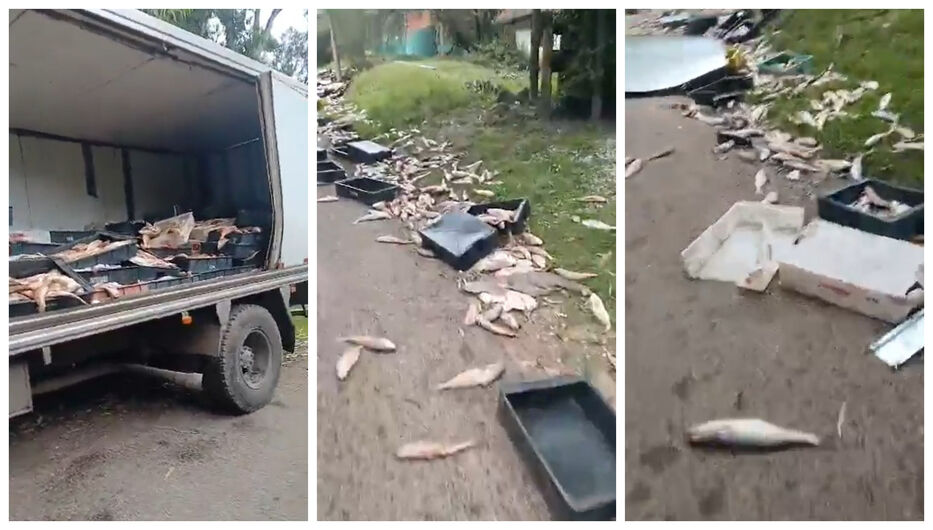 Camión con toneladas de pescado perdió frenos y generó insólita escena en Punta Ballena