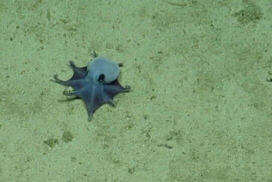 Descubren en Galápagos un diminuto pulpo azul de aguas profundas