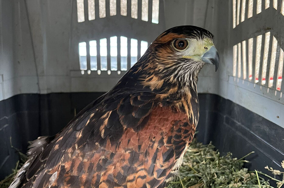 Maldonado: rehabilitan y liberan a un gavilán incautado a tratantes de animales