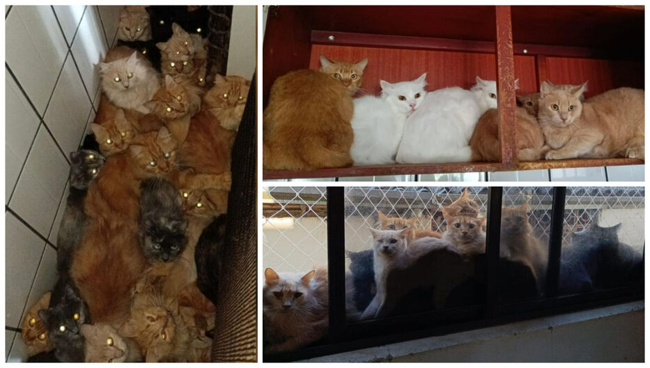 Nacieron todos ahí: hay 400 gatos en un apartamento y no está claro cuándo los rescatarán