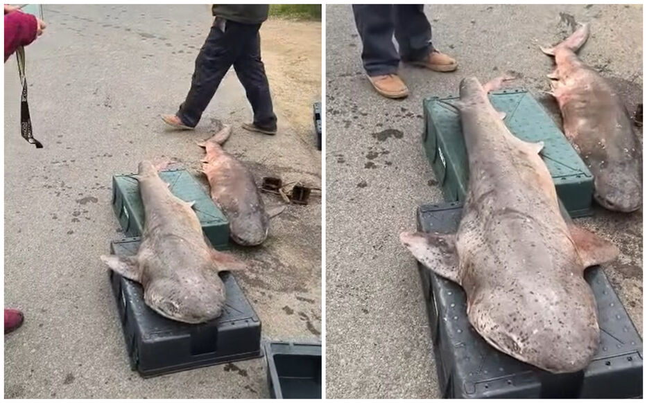 “Si te agarra, te devora”: pesca de tiburones en Canelones se viraliza y genera comentario