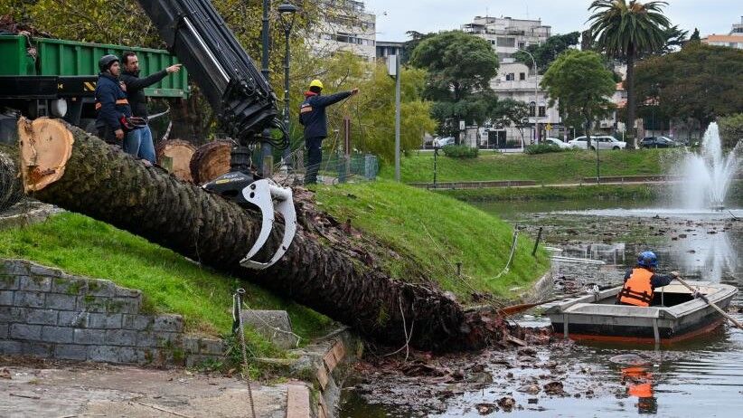 Intendencia de Montevideo comenzó retiro de palmeras en el parque Rodó por picudo rojo