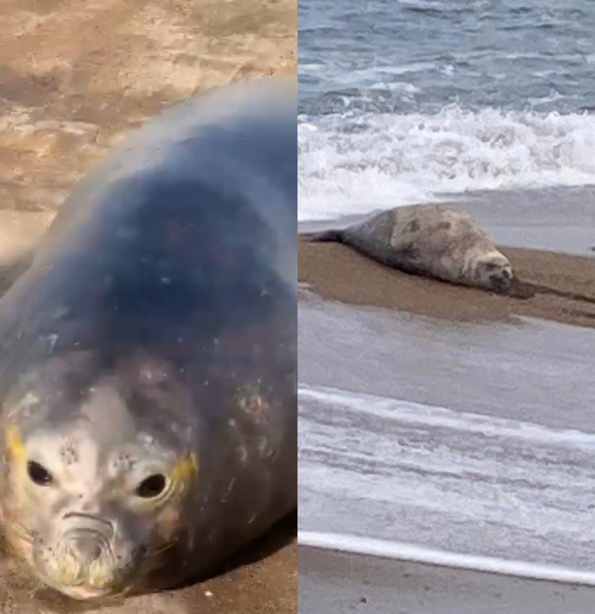Elefante marino herido en Punta del Este: por qué llamó la atención y es “riesgoso”