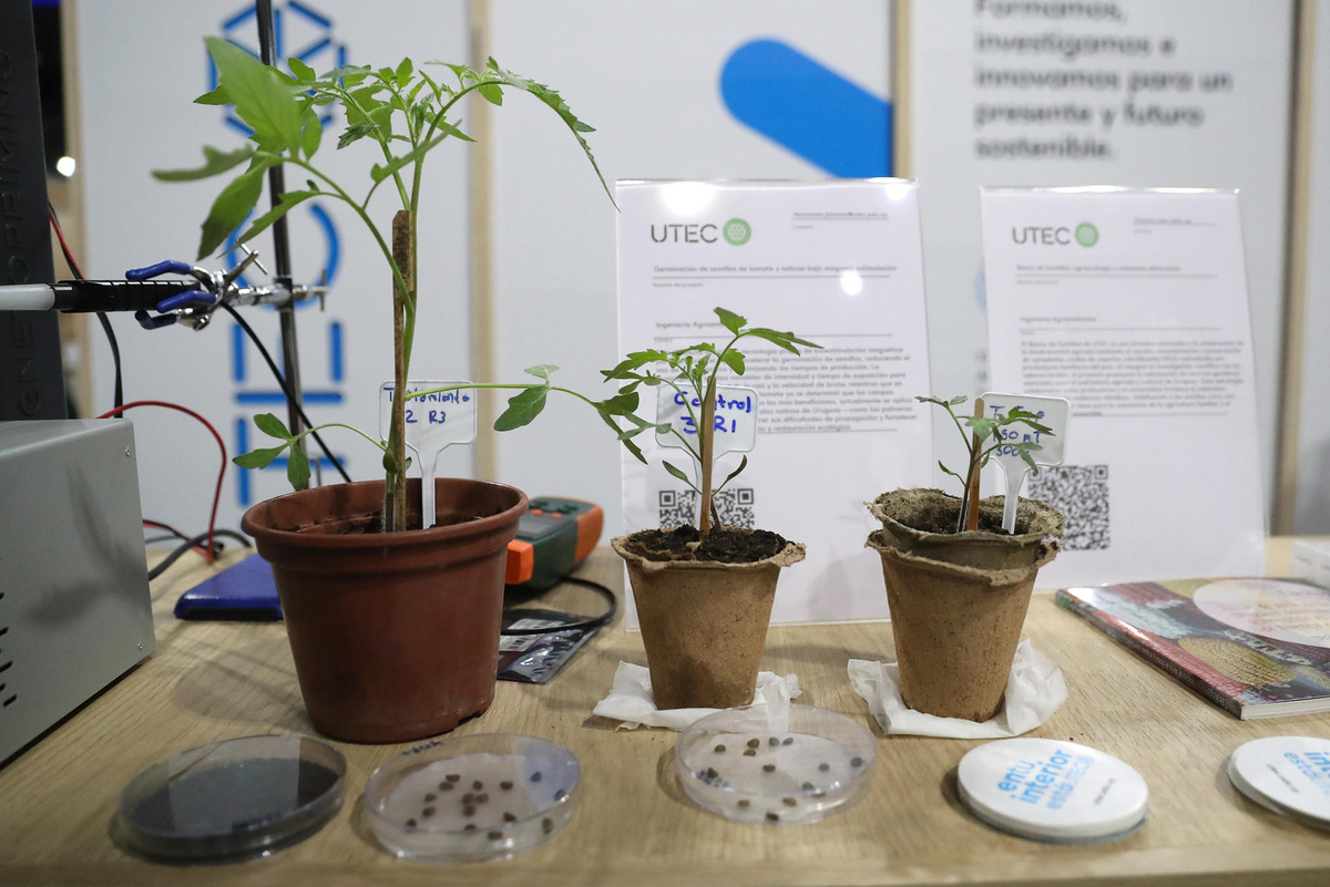 Uruguay desarrolla tecnología magnética pionera que acelera la germinación de semillas