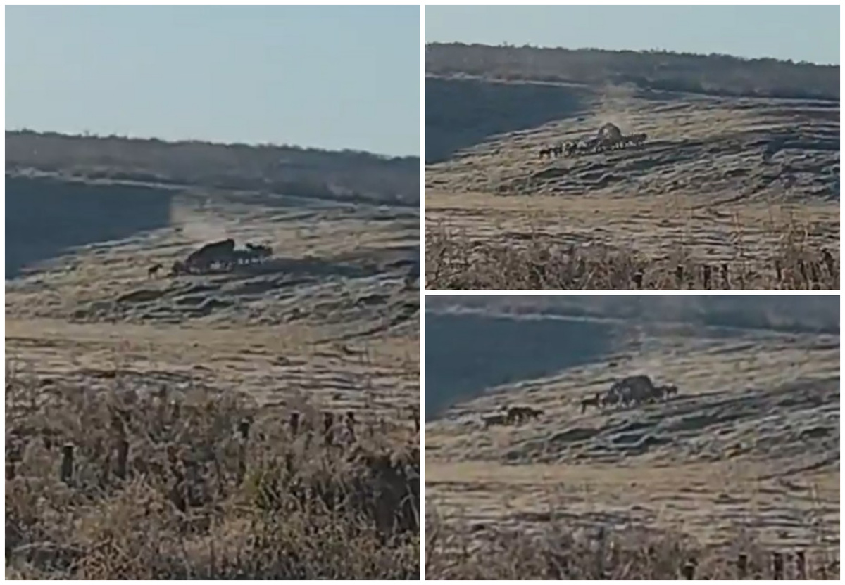 Casi como en Nat Geo: filman ataque de decenas de perros a un ternero en Cerro Largo