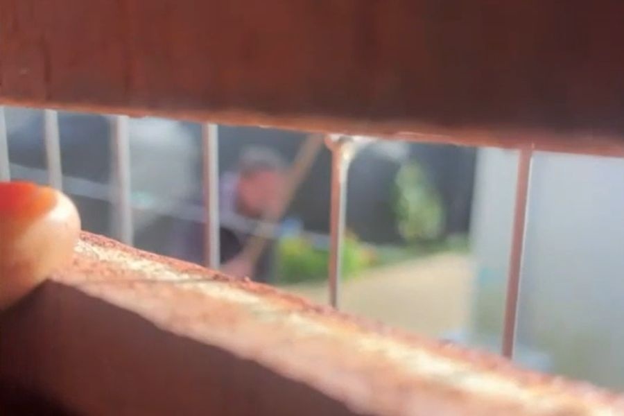 ¿Por qué el hombre que mató a un gato fue imputado y podría ir preso? La fiscal lo explicó