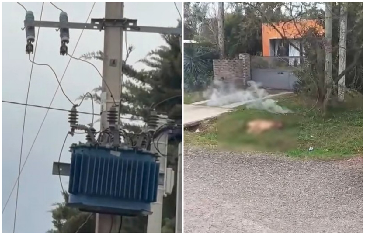 “¡Ni se arrimen ahí!”: un perro murió electrocutado por caída de cable de UTE