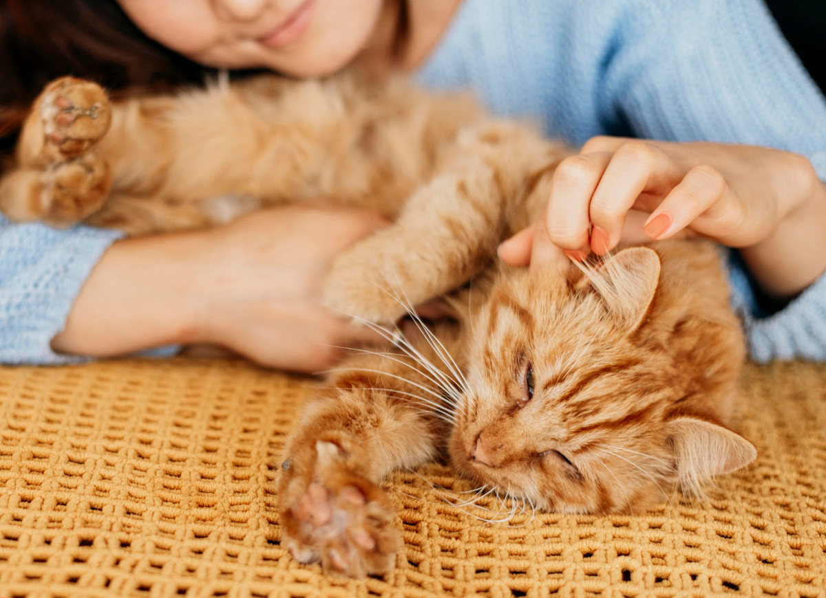 ¿Acariciar al gato calma el estrés? Un estudio sugiere que podría ser al revés