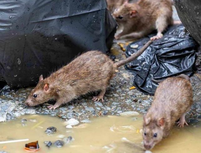 Estudio revela que las ratas de Nueva York mutaron y resisten mejor los pesticidas
