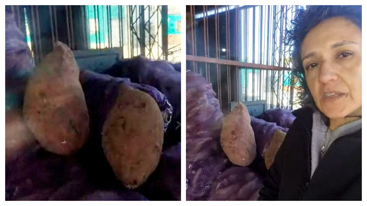 “Es realmente grande”: exhiben boniatos gigantes de reciente cosecha en Tacuarembó