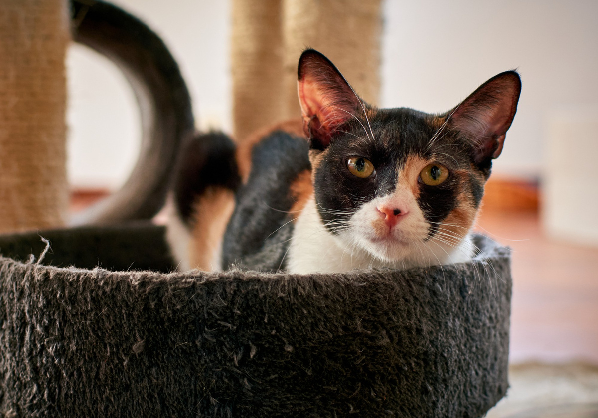 Gatos mayores: cómo cuidarlos y mejorar su calidad de vida al envejecer