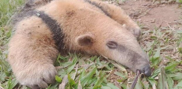 Vulnerables: hallazgo de dos ejemplares muertos de tamanduá reaviva preocupación