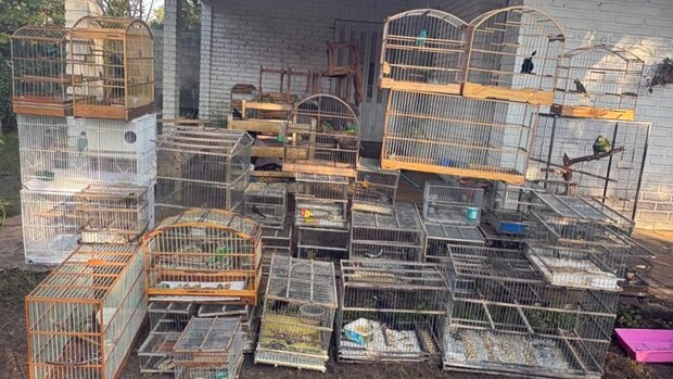 Canelones: rescataron 41 aves exóticas y condenaron a un hom