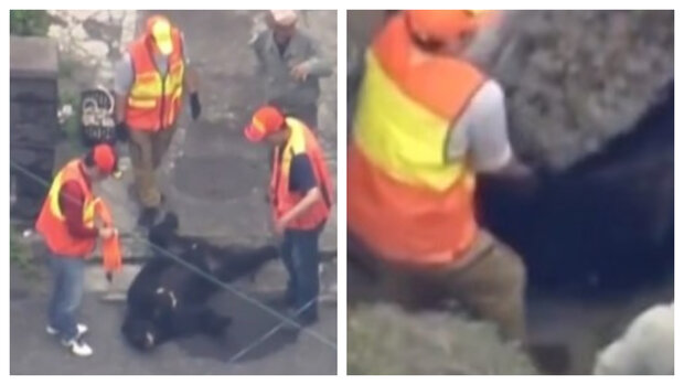Dardos tranquilizantes: así capturaron a oso que mantuvo cer