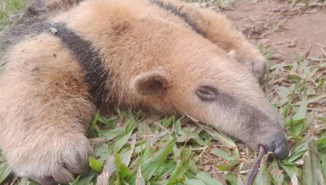 Vulneráveis: descoberta de dois exemplares mortos de tamanduá reacende preocupação