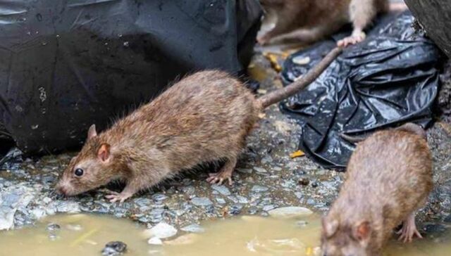 Ratas mutantes