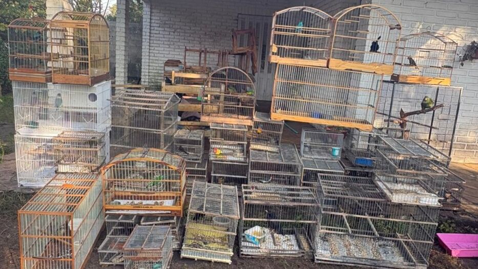 Canelones: rescataron 41 aves exóticas y condenaron a un hombre por receptación agravada