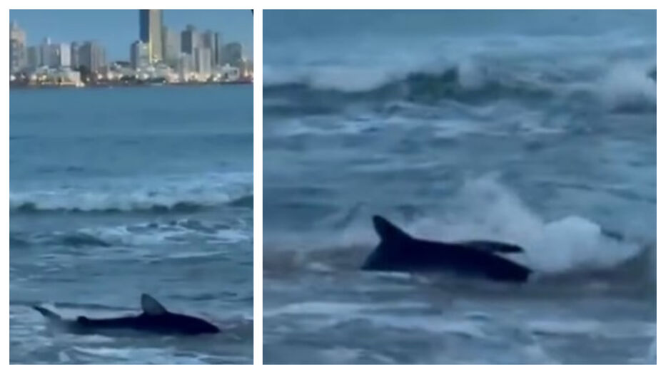 No andan con chiquitas: tiburón avistado en Parada 12 de la Playa Mansa de Punta del Este