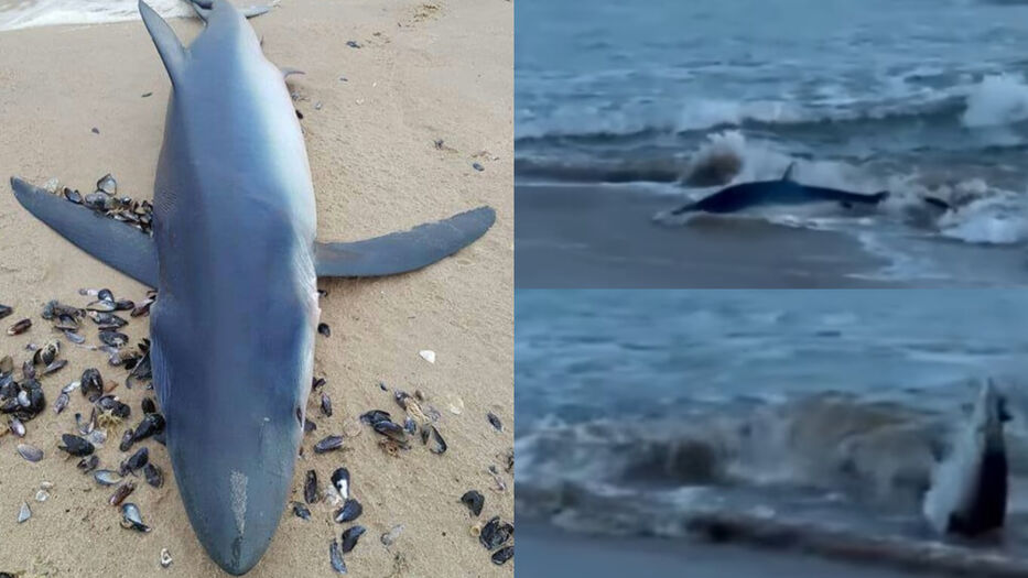 “El primero en muchos años”: qué se sabe del tiburón que se avistó en Punta del Este