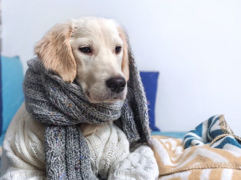 Cómo proteger a perros y gatos del frío intenso: consejos para cuidar a las mascotas