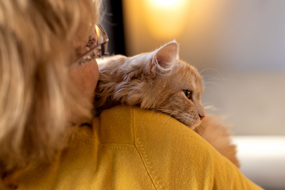 	Gato en edad avanzada Freepik