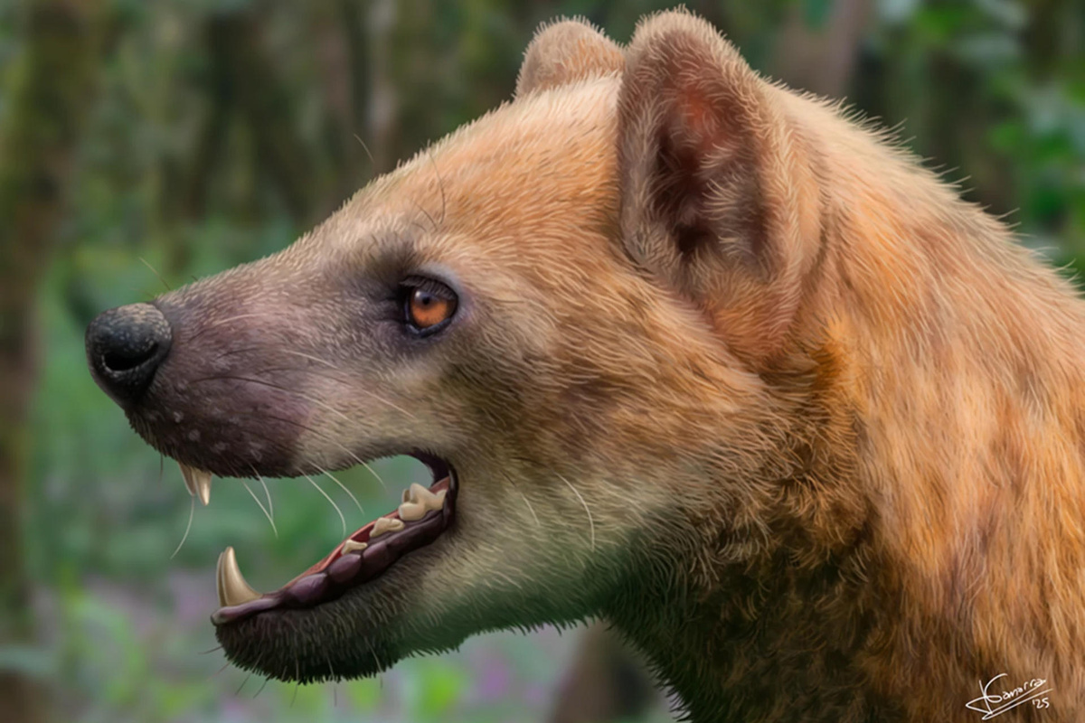 Descubren una nueva especie de “perro oso” que habitó en España hace 15,9 millones de años
