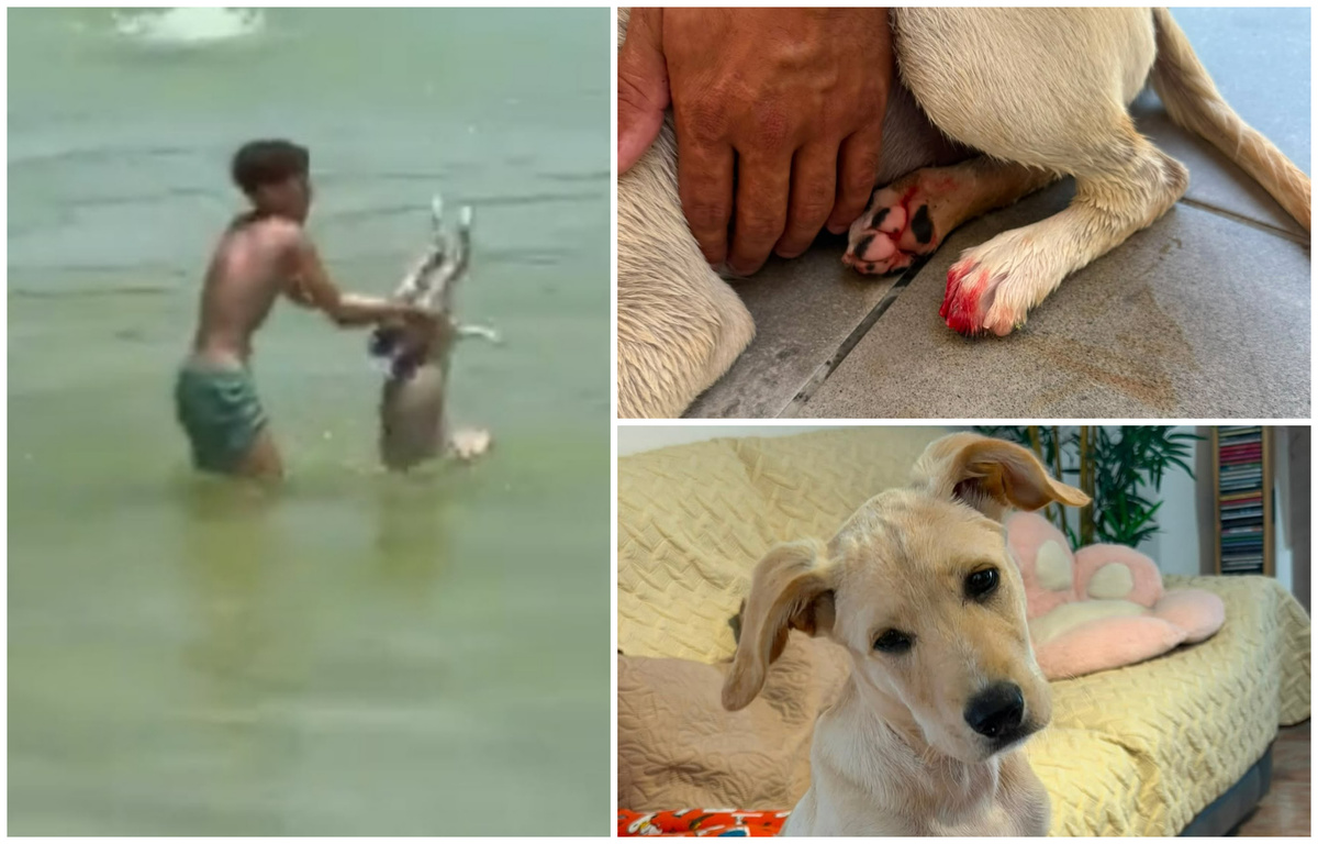 Hinchado y lastimado: rescatan un cachorrito al que un niño estuvo a punto de ahogar