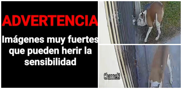 Capturas de video / El Telégrafo