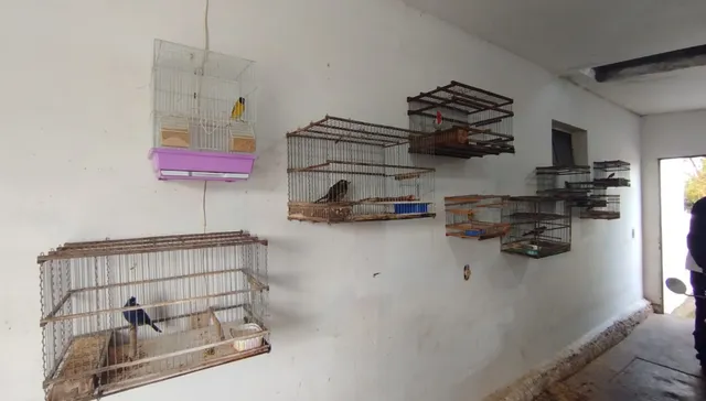 Libres