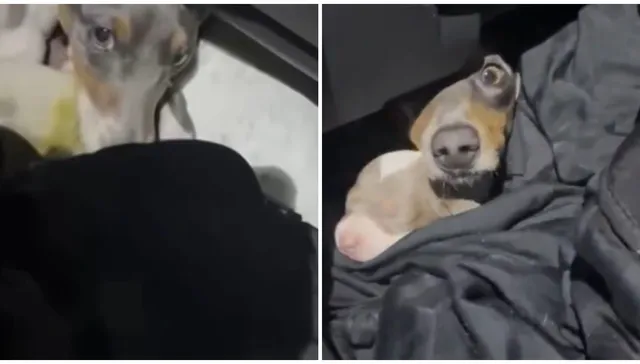 Perro mundo