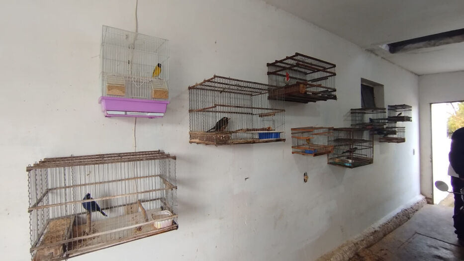 Recuperaron más de 50 aves nativas que estaban en cautiverio en dos casas de Minas