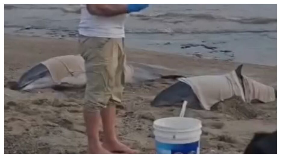 Dos delfines quedaron varados en la costa de San Luis y activaron un operativo de rescate