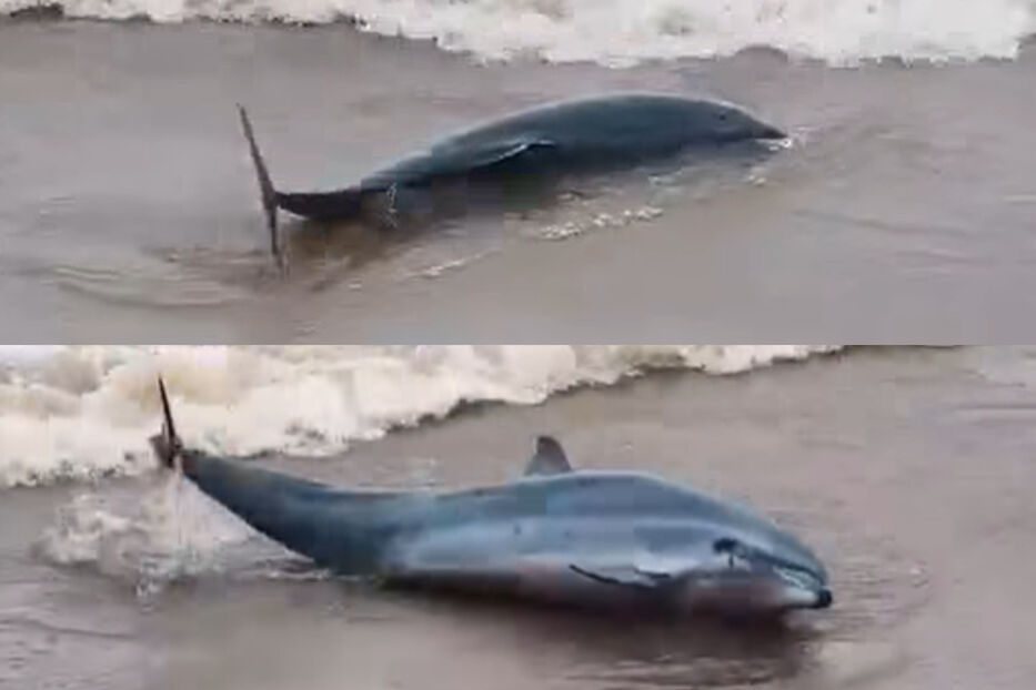 En menos de una semana, tres delfines murieron varados en costas uruguayas: ¿qué se sabe?