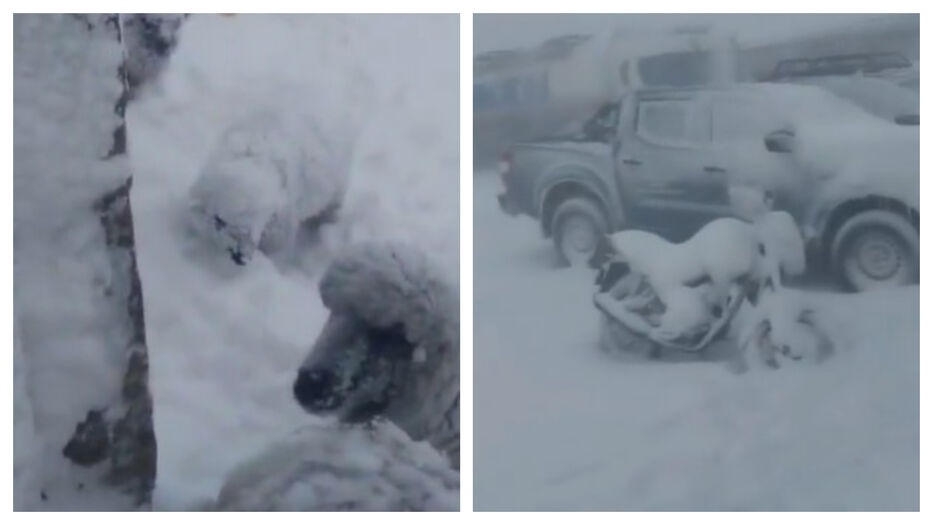 Intensas nevadas y viento blanco en el norte de Argentina: las imágenes