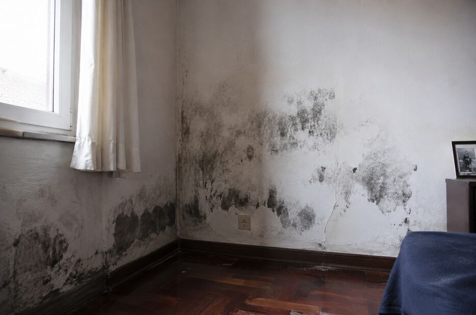 Es de adentro: cómo evitar que la humedad por condensación llene tu casa de moho insalubre