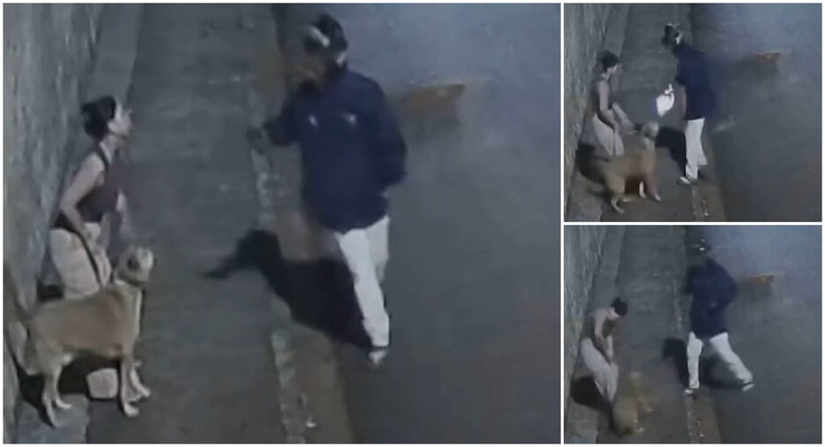 Está grave: ladrón baleó a un perro que solo le ladró cuando robaba a su dueña