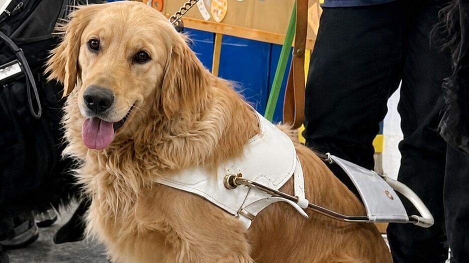 Final feliz: apareció el perro guía que le habían robado a un hombre ciego en San Carlos
