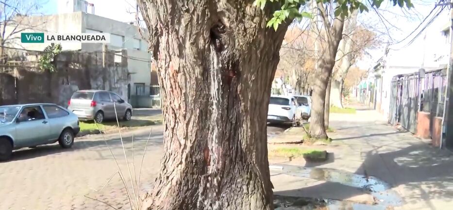 ¿Milagro o pérdida? Un árbol “abrió una canilla” y sorprendió a vecinos en La Blanqueada