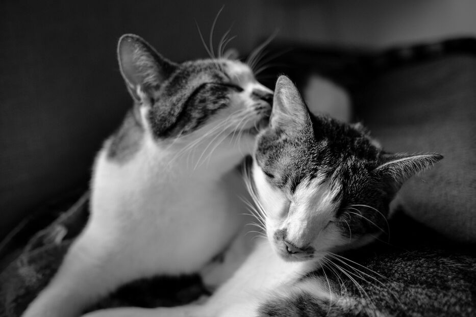No siempre es cariño: por qué a veces los gatos se lamen para molestarse