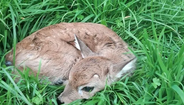 Más tiernis