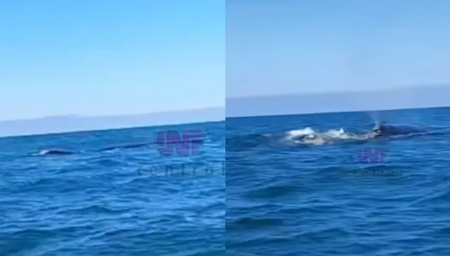 Ballena a la vista