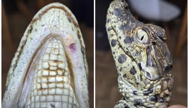 ¿Cocodrilo soy?