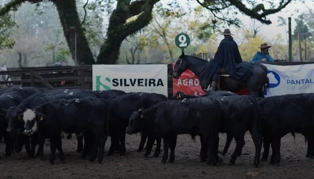 La vaca atada