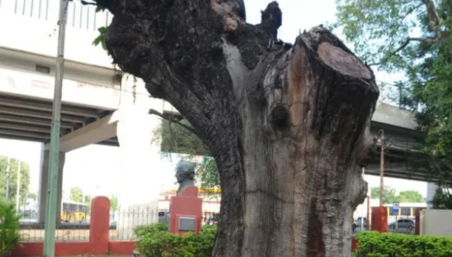 Plantar un árbol