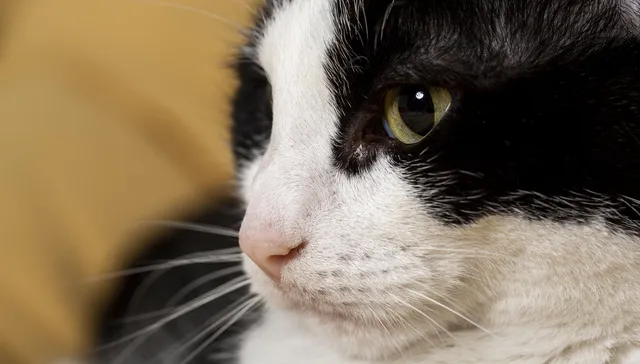 El gato que está triste y azul